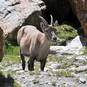 Steinbock am Fusse des Jägihorns (CH)