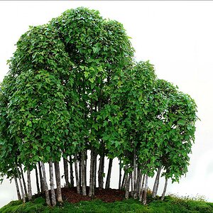 baum 45 2w