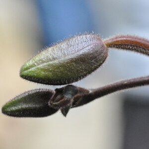 Die Knospe