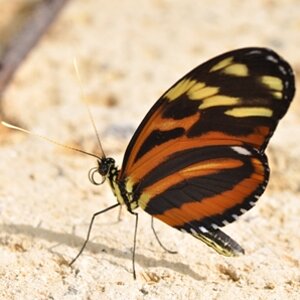 Schmetterling