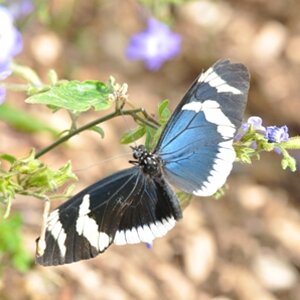 Schmetterling
