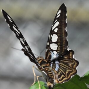 Schmetterling