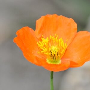 Mohnblume