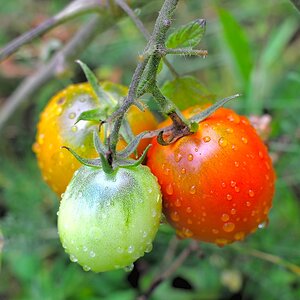 Tomaten