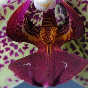 Orchidee