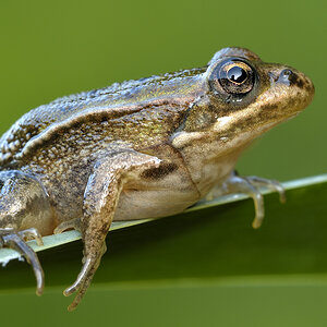 Frosch0484nff