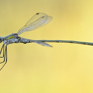 Libelle0406nff