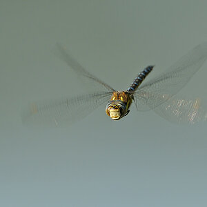 Libelle0549