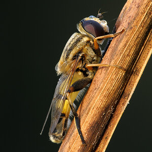 Schwebfliege0387nff3