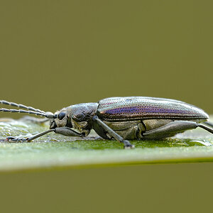 Kaefer0380
