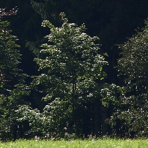 NFFcomp Nikon 135E 57 Crop