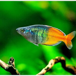 fisch1