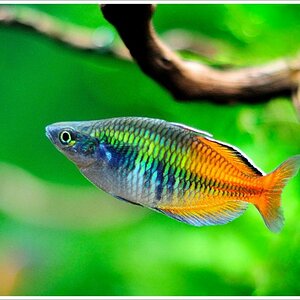 fisch2