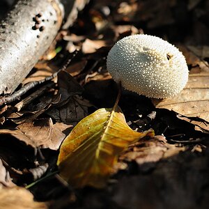 Herbst