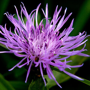 ..Blüte