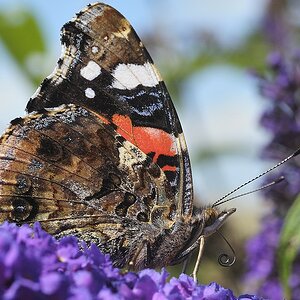 comp Schmetterling1