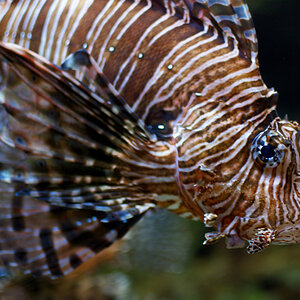 Fisch (Georgia Aquarium)