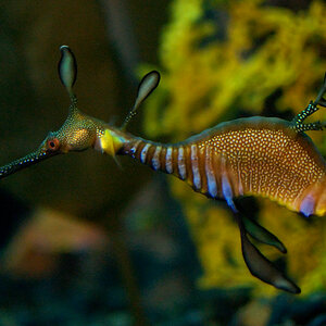 Seedrachen (Georgia Aquarium)
