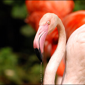 Wuppertaler Zoo 22.8.10 111