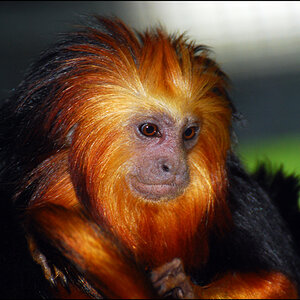 Wuppertaler Zoo 22.8.10 097