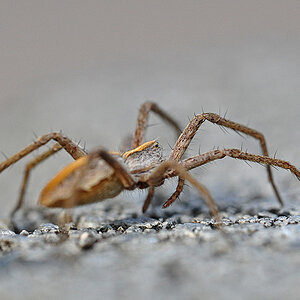 Spinne