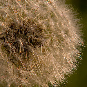 Pustelblume im Sonnenschein