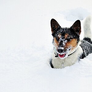 Schneenase