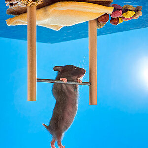 Maximilian Weinzierls Hamster NIKO turnt?