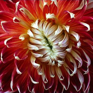 dahlie 521 2W