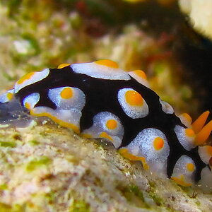 Spiegeleischnecke oder Variable Warzenschnecke a21810413