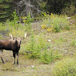 bull moose