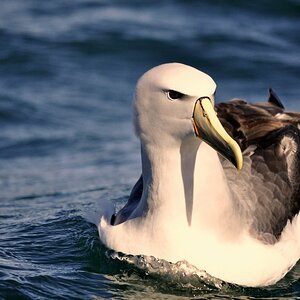 neuseeland 032