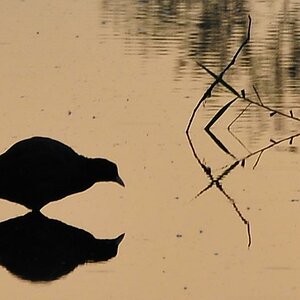 Spiegelwelt (D300, AF-S VR 300mm/Bl. 8, 1/400s, MHX 4055 crop100 USM)