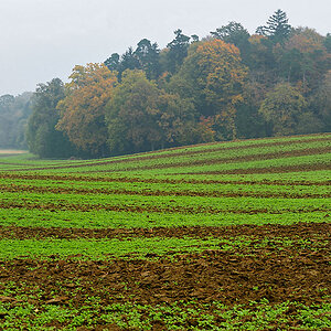 Herbst