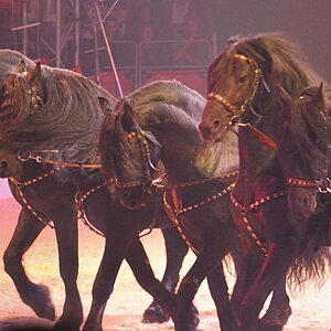 Zirkus Knie Pferde3
