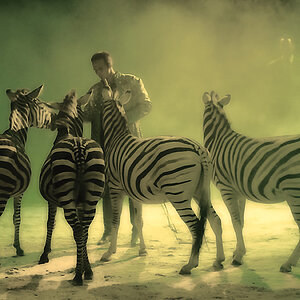 Zirkus Knie Zebras