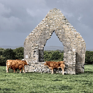 cows2 1