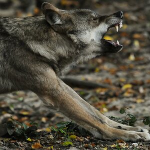 Wolf3 (1 von 1)