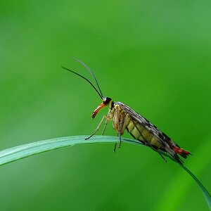 Skorpionsfliege