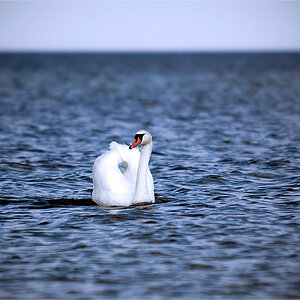 Der einsame Schwan