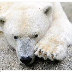 Eisbär Yoghi