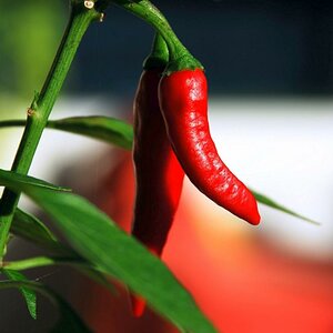 Chili klein