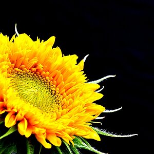Sonnenblume