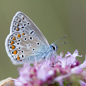 Gemeiner Bläuling (Polyommatus icarus)