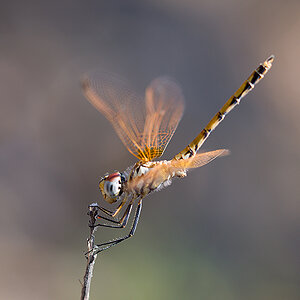 Libelle1