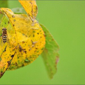 herbstlich (Sigma 70-300)