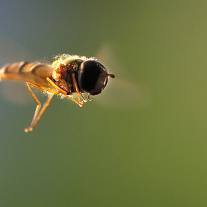 Schwebfliege im Abendlicht