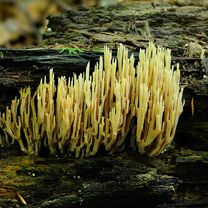 2010 09 11 12 04 48   DSC 6529 a Korallenpilz 1