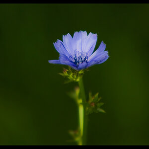Lonely Flower