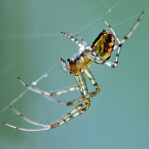 Spinne1